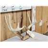 Image 3 : 4x5 Whitetail Antlers On Skull Plate