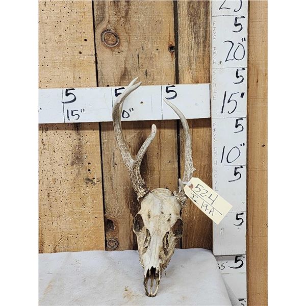 Freak Nontypical Whitetail Antlers On Skull