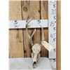 Image 1 : Freak Nontypical Whitetail Antlers On Skull