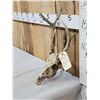 Image 2 : Freak Nontypical Whitetail Antlers On Skull