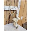 Image 3 : Freak Nontypical Whitetail Antlers On Skull