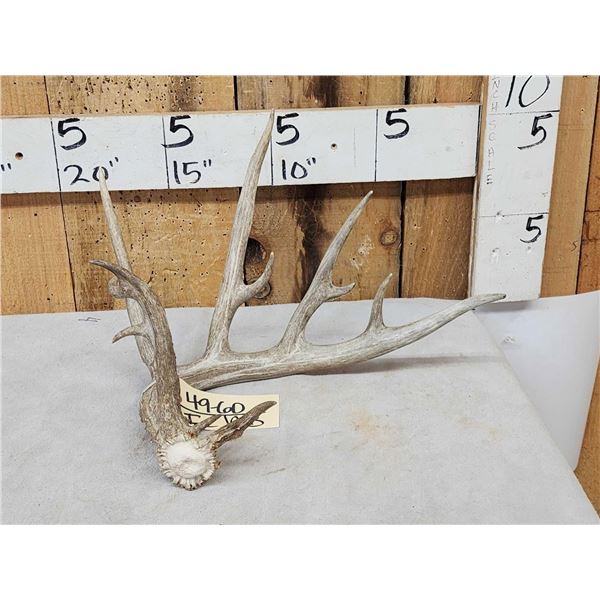 Main Frame 6 Point Whitetail Shed Antler