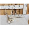 Image 1 : Main Frame 6 Point Whitetail Shed Antler