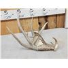 Image 2 : Main Frame 6 Point Whitetail Shed Antler
