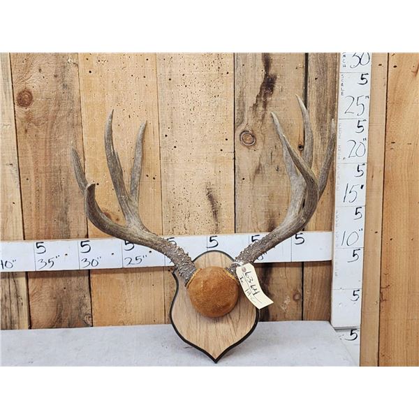Big 5x5 Mule Deer Antlers On Plaque