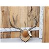 Image 1 : Big 5x5 Mule Deer Antlers On Plaque
