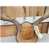 Image 2 : Big 5x5 Mule Deer Antlers On Plaque