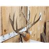Image 3 : Big 5x5 Mule Deer Antlers On Plaque
