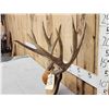Image 4 : Big 5x5 Mule Deer Antlers On Plaque