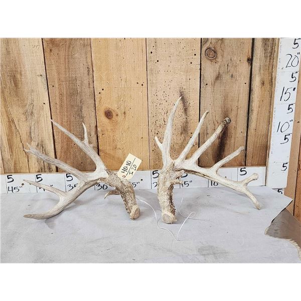Main Frame 6x5 Whitetail Shed Antlers