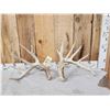 Image 1 : Main Frame 6x5 Whitetail Shed Antlers