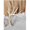 Image 2 : Main Frame 6x5 Whitetail Shed Antlers