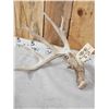 Image 3 : Main Frame 6x5 Whitetail Shed Antlers