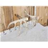 Image 5 : Main Frame 6x5 Whitetail Shed Antlers