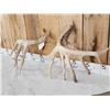 Image 6 : Main Frame 6x5 Whitetail Shed Antlers
