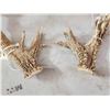 Image 7 : Main Frame 6x5 Whitetail Shed Antlers