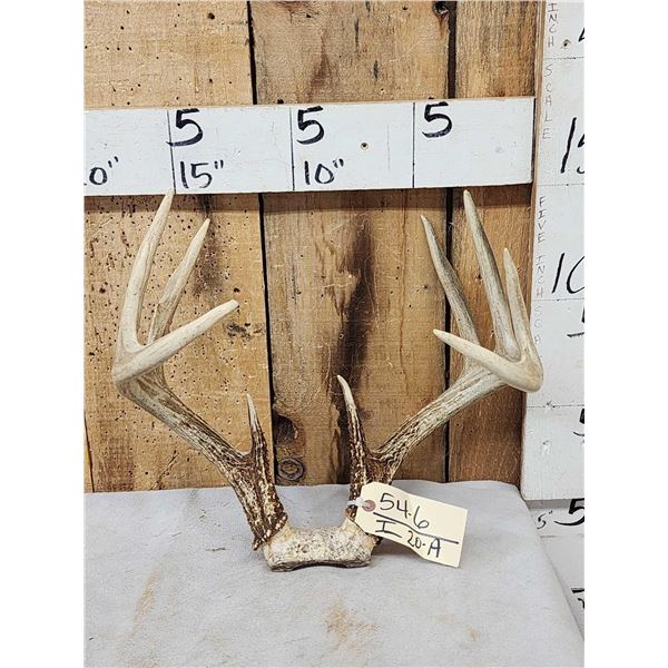 6x5 Whitetail Antlers On Skull Plate
