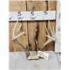 Image 1 : 6x5 Whitetail Antlers On Skull Plate