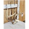 Image 3 : 6x5 Whitetail Antlers On Skull Plate