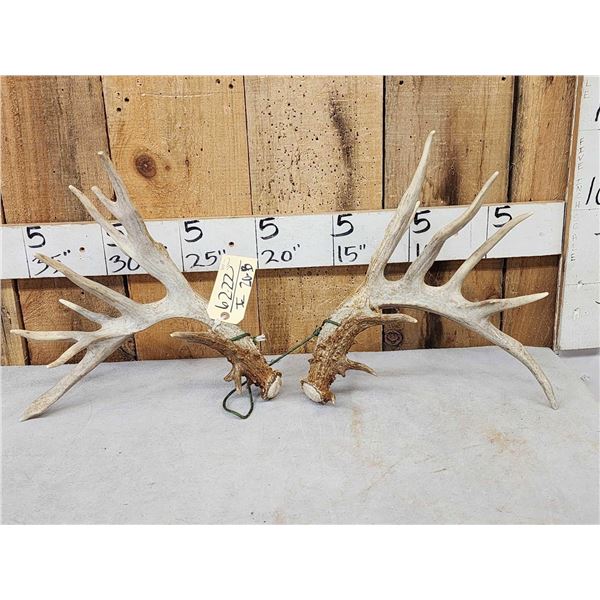 Set Of 205" Whitetail Shed Antlers