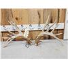 Image 1 : Set Of 205" Whitetail Shed Antlers