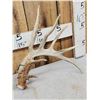 Image 2 : Set Of 205" Whitetail Shed Antlers