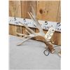 Image 3 : Set Of 205" Whitetail Shed Antlers