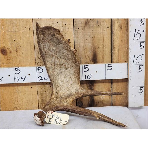 4.5 Lbs Self Standing Alaskan Moose Shed Antler