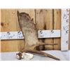Image 1 : 4.5 Lbs Self Standing Alaskan Moose Shed Antler