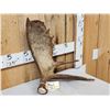 Image 2 : 4.5 Lbs Self Standing Alaskan Moose Shed Antler