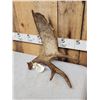 Image 3 : 4.5 Lbs Self Standing Alaskan Moose Shed Antler