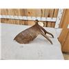 Image 4 : 4.5 Lbs Self Standing Alaskan Moose Shed Antler