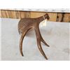 Image 6 : 4.5 Lbs Self Standing Alaskan Moose Shed Antler