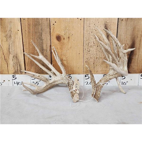 Set Of Big Texas Nontypical Whitetail Shed Antlers