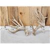 Image 1 : Set Of Big Texas Nontypical Whitetail Shed Antlers
