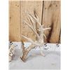 Image 2 : Set Of Big Texas Nontypical Whitetail Shed Antlers