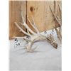 Image 3 : Set Of Big Texas Nontypical Whitetail Shed Antlers