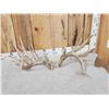 Image 4 : Set Of Big Texas Nontypical Whitetail Shed Antlers