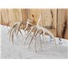 Image 6 : Set Of Big Texas Nontypical Whitetail Shed Antlers