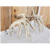 Image 7 : Set Of Big Texas Nontypical Whitetail Shed Antlers