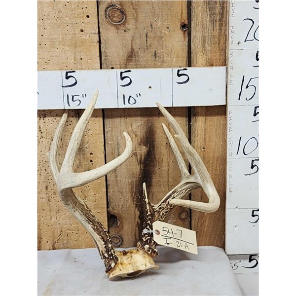 Freak 4x5 Whitetail Antlers On Skull Plate