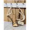 Image 2 : Freak 4x5 Whitetail Antlers On Skull Plate