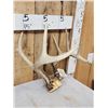 Image 3 : Freak 4x5 Whitetail Antlers On Skull Plate