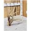 Image 4 : Freak 4x5 Whitetail Antlers On Skull Plate