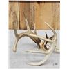 Image 5 : Freak 4x5 Whitetail Antlers On Skull Plate