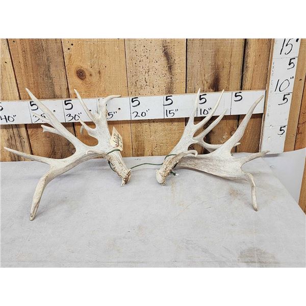 Cool Set Of 229" Whitetail Shed Antlers