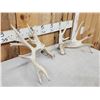 Image 2 : Cool Set Of 229" Whitetail Shed Antlers