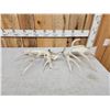 Image 4 : Cool Set Of 229" Whitetail Shed Antlers