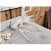 Image 5 : Cool Set Of 229" Whitetail Shed Antlers