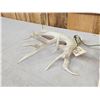 Image 6 : Cool Set Of 229" Whitetail Shed Antlers